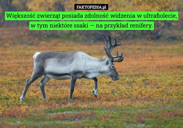 
    Większość zwierząt posiada zdolność widzenia w ultrafiolecie, w tym...