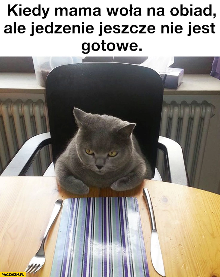 Kiedy mama woła na obiad ale jedzenie jeszcze nie jest gotowe kot