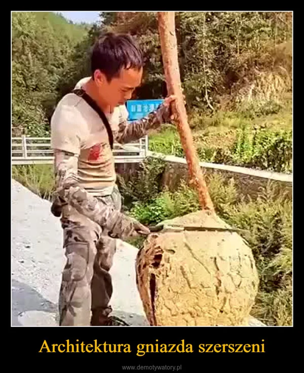 Architektura gniazda szerszeni