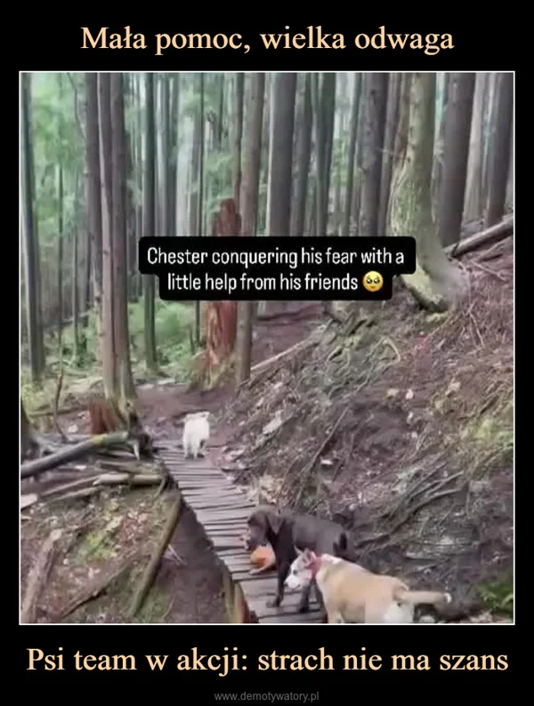 Mała pomoc, wielka odwaga Psi team w akcji: strach nie ma szans