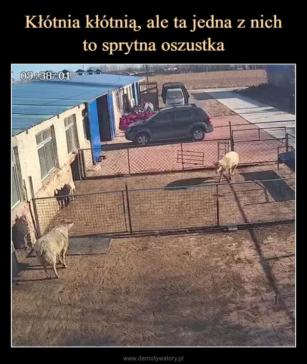 Kłótnia kłótnią, ale ta jedna z nich to sprytna oszustka