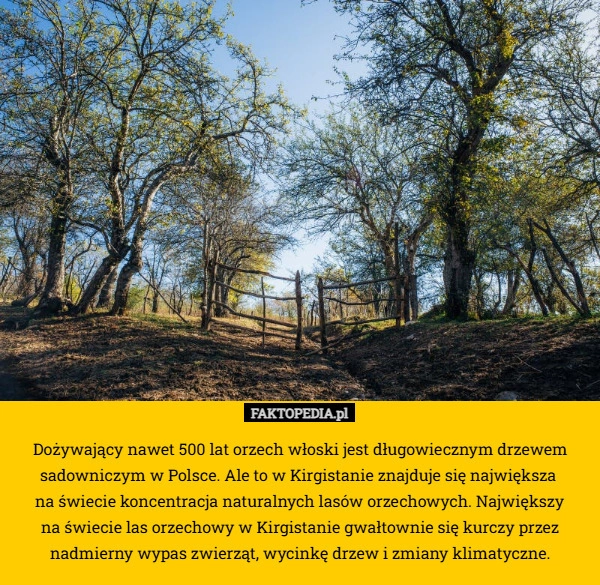  Dożywający nawet 500 lat orzech włoski jest długowiecznym drzewem sadowniczym