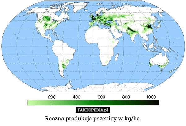Roczna produkcja pszenicy w kg/ha.
