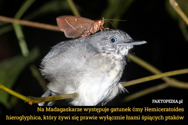 Na Madagaskarze występuje gatunek ćmy Hemiceratoides hieroglyphica, który