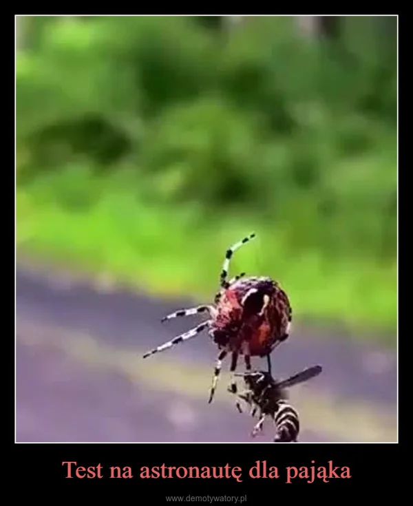 Test na astronautę dla pająka