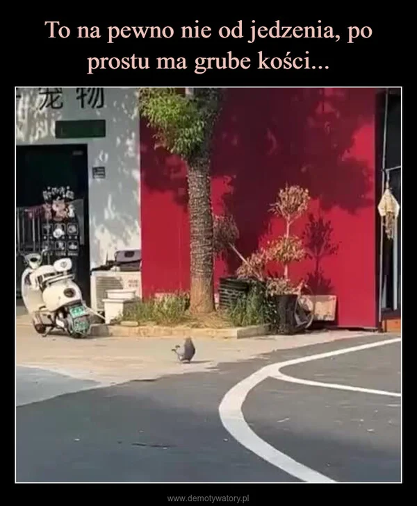 To na pewno nie od jedzenia, po prostu ma grube kości...