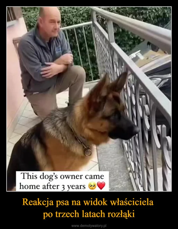Reakcja psa na widok właściciela po trzech latach rozłąki
