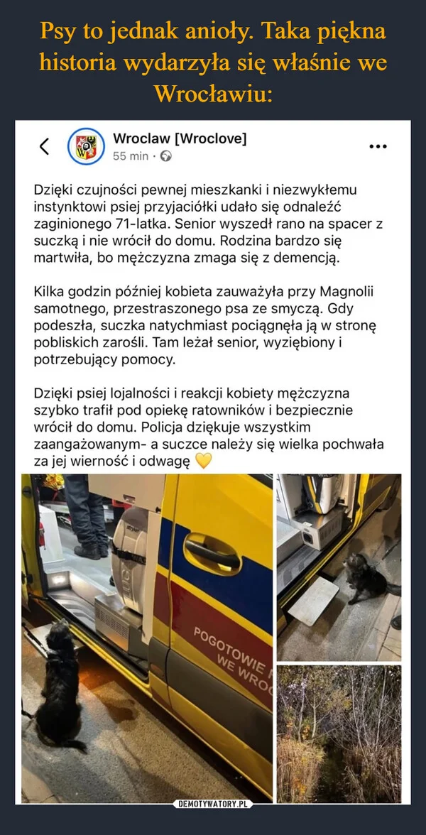 
    Psy to jednak anioły. Taka piękna historia wydarzyła się właśnie we Wrocławiu: