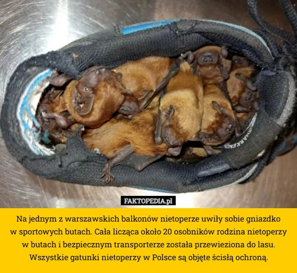 Na jednym z warszawskich balkonów nietoperze uwiły sobie gniazdko
 w sportowych
