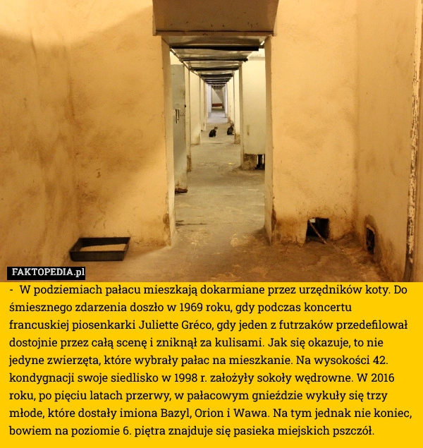 
    W podziemiach pałacu mieszkają dokarmiane przez urzędników koty. Do śmiesznego