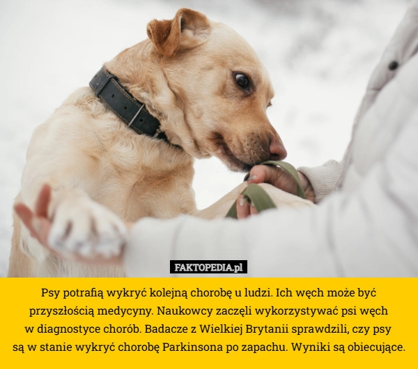 Psy potrafią wykryć kolejną chorobę u ludzi. Ich węch może być przyszłością