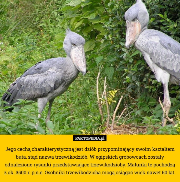 Jego cechą charakterystyczną jest dziób przypominający swoim kształtem buta,