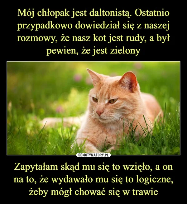 
    Mój chłopak jest daltonistą. Ostatnio przypadkowo dowiedział się z naszej rozmowy, że nasz kot jest rudy, a był pewien, że jest zielony Zapytałam skąd mu się to wzięło, a on na to, że wydawało mu się to logiczne, żeby mógł chować się w trawie