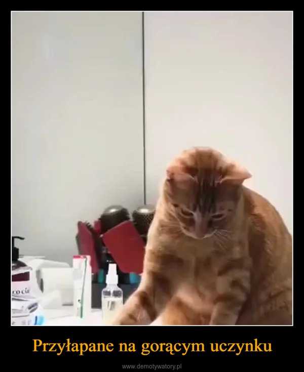 Przyłapane na gorącym uczynku