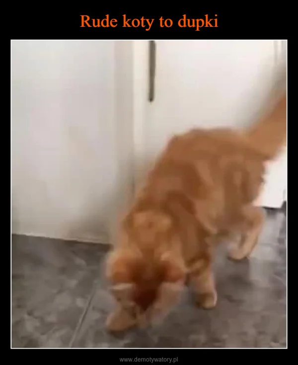 Rude koty to dupki