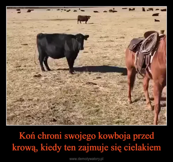 Koń chroni swojego kowboja przed krową, kiedy ten zajmuje się cielakiem