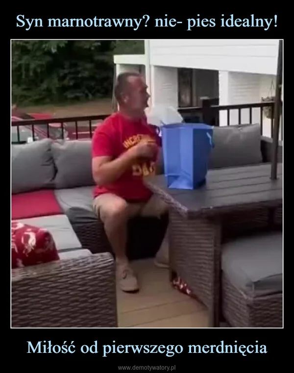 Syn marnotrawny? nie- pies idealny! Miłość od pierwszego merdnięcia