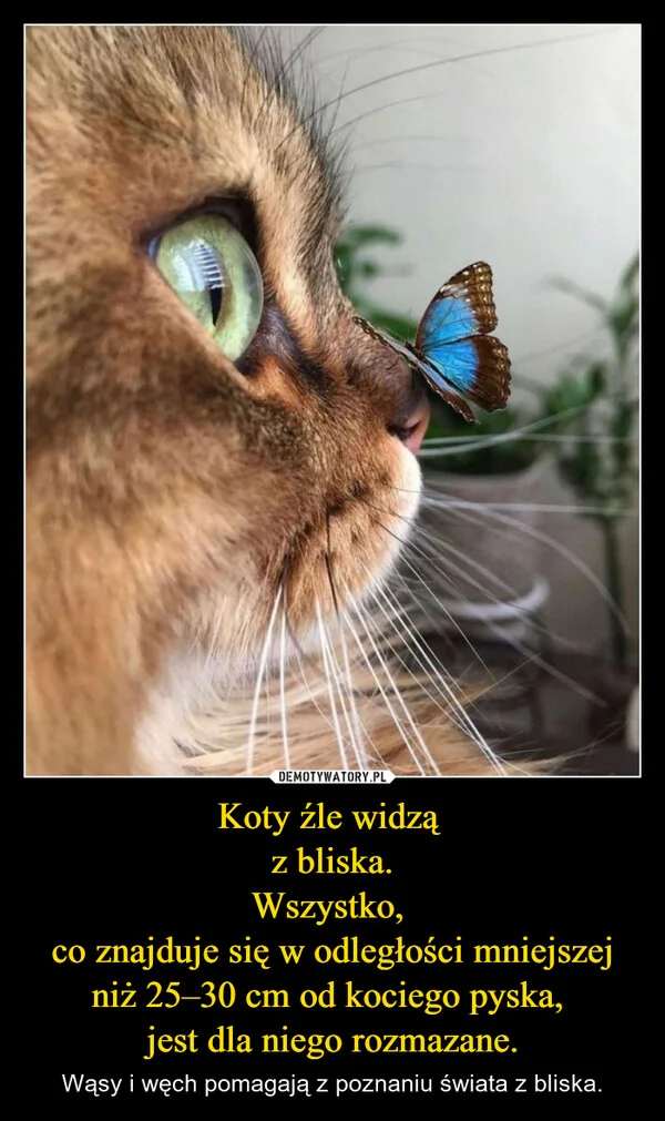 Koty źle widzą z bliska. Wszystko, co znajduje się w odległości mniejszej niż 25–30 cm od kociego pyska, jest dla niego rozmazane.