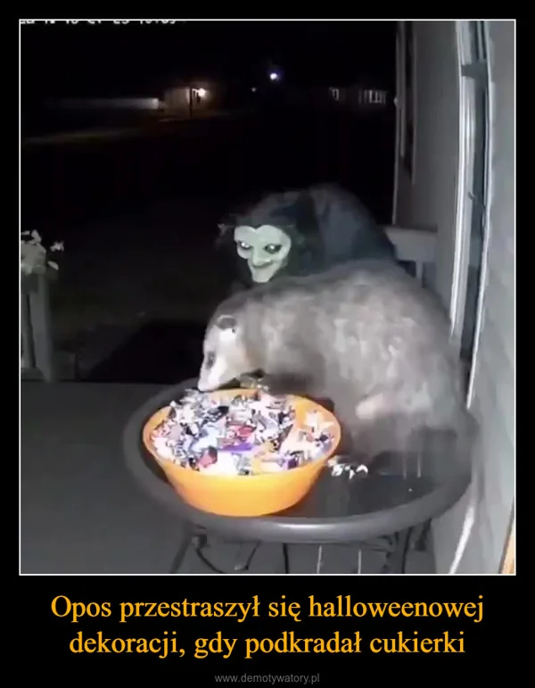 Opos przestraszył się halloweenowej dekoracji, gdy podkradał cukierki