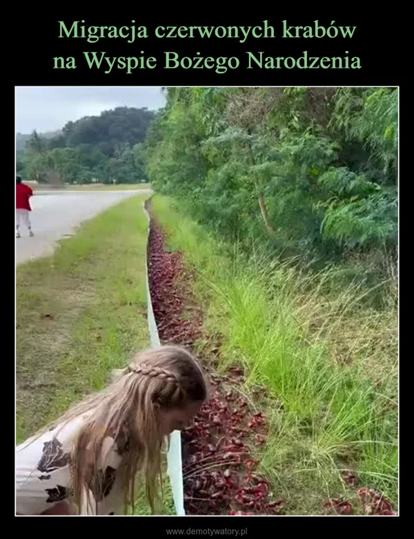 Migracja czerwonych krabów na Wyspie Bożego Narodzenia