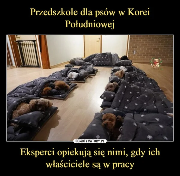 Przedszkole dla psów w Korei Południowej Eksperci opiekują się nimi, gdy ich właściciele są w pracy