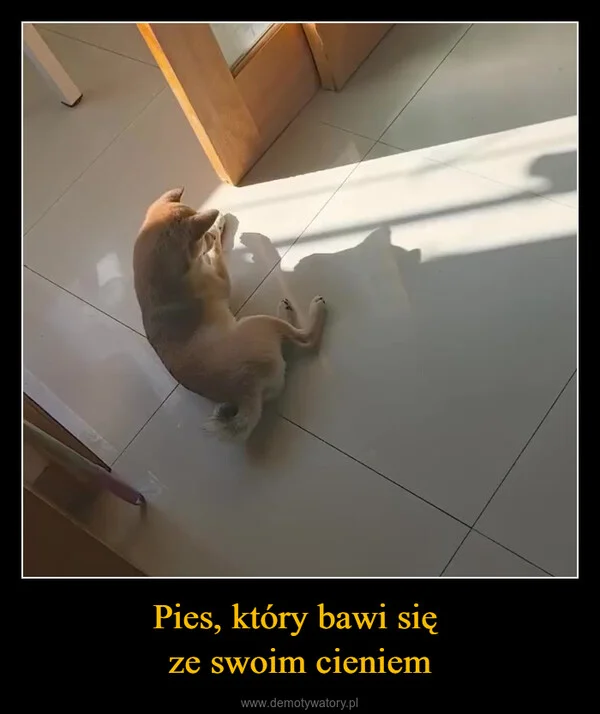 Pies, który bawi się ze swoim cieniem