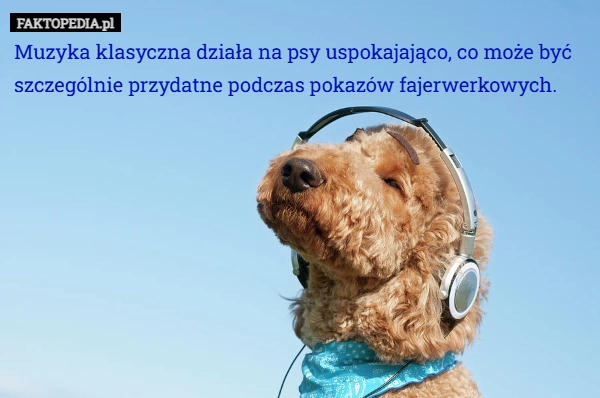 Muzyka klasyczna działa na psy uspokajająco, co może być szczególnie przydatne