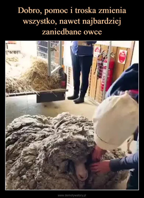 Dobro, pomoc i troska zmienia wszystko, nawet najbardziej zaniedbane owce