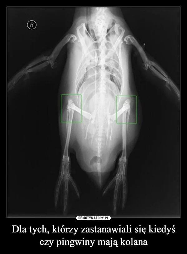 Dla tych, którzy zastanawiali się kiedyś czy pingwiny mają kolana