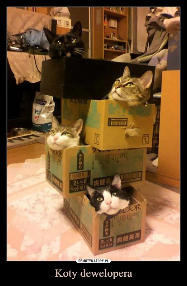 Koty dewelopera