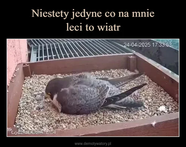 Niestety jedyne co na mnie leci to wiatr