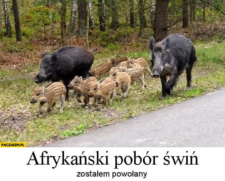 
    Afrykański pobór świń zostałem powołany dzik dziki