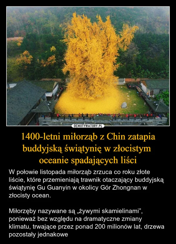 1400-letni miłorząb z Chin zatapia buddyjską świątynię w złocistym oceanie spadających liści