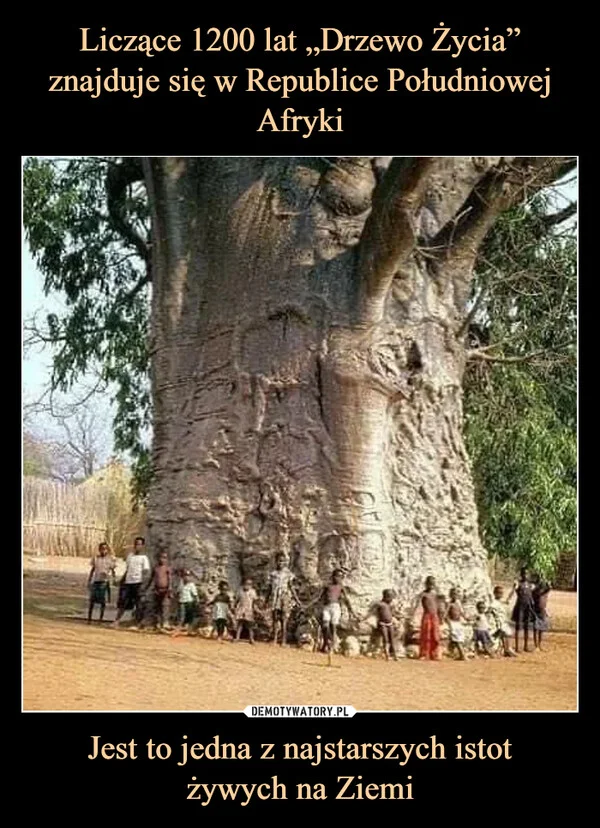 Liczące 1200 lat „Drzewo Życia” znajduje się w Republice Południowej Afryki Jest to jedna z najstarszych istot żywych na Ziemi