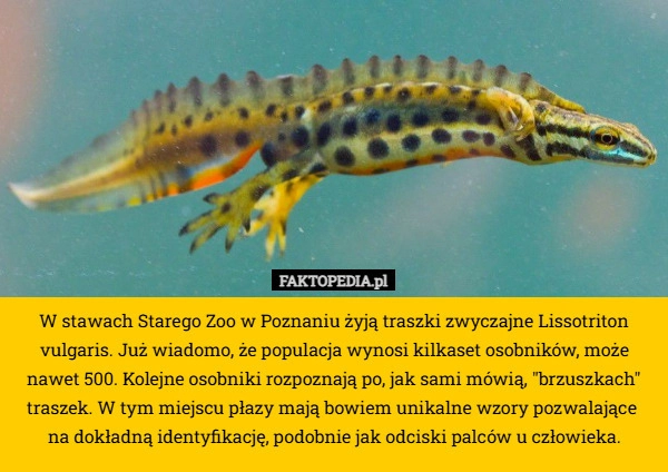 W stawach Starego Zoo w Poznaniu żyją traszki zwyczajne Lissotriton vulgaris.