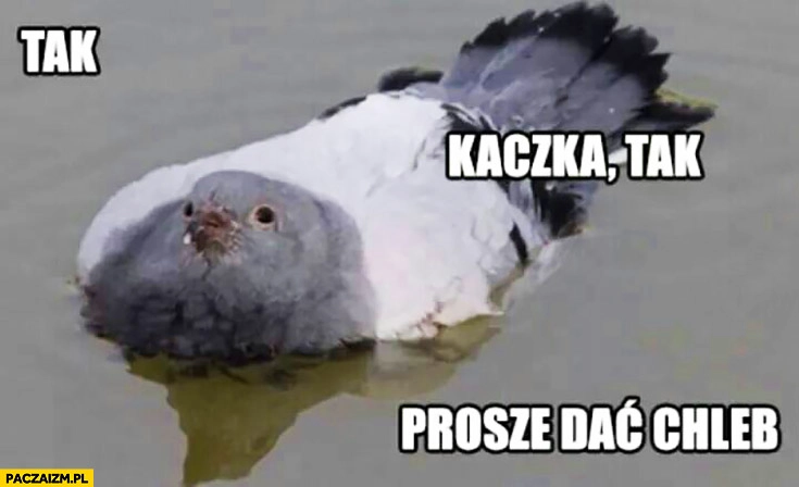 
    Gołąb udaje kaczkę, tak kaczka, tak, proszę dać chleb