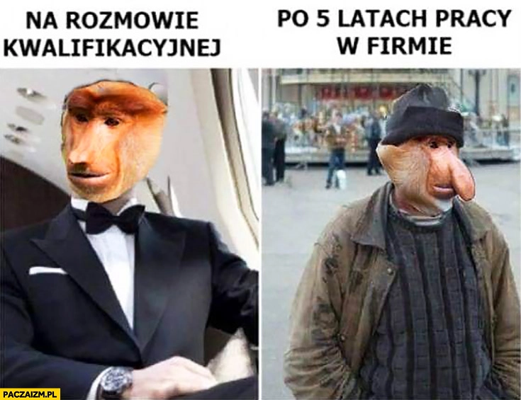 Na rozmowie kwalifikacyjnej vs po 5 latach pracy w firmie typowy Polak nosacz małpa