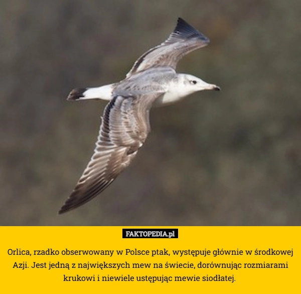 
    Orlica, rzadko obserwowany w Polsce ptak, występuje głównie w środkowej