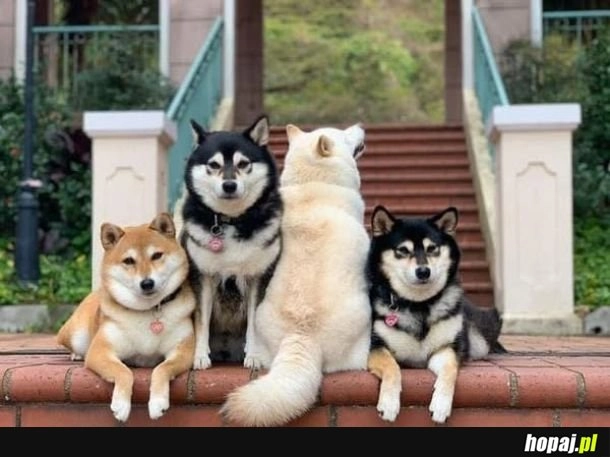 Pieseł, który nie umi w zdjęcia.