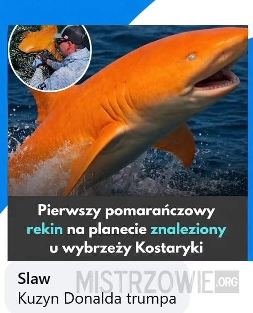 
    Rekin