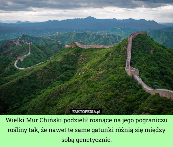 Wielki Mur Chiński podzielił rosnące na jego pograniczu rośliny tak, że
