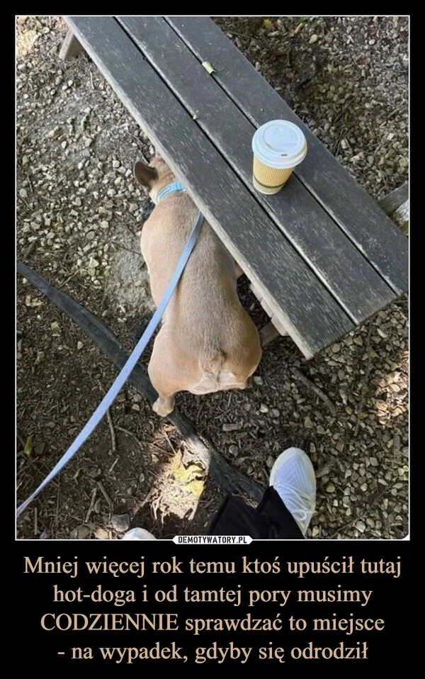 
    Mniej więcej rok temu ktoś upuścił tutaj hot-doga i od tamtej pory musimy CODZIENNIE sprawdzać to miejsce - na wypadek, gdyby się odrodził