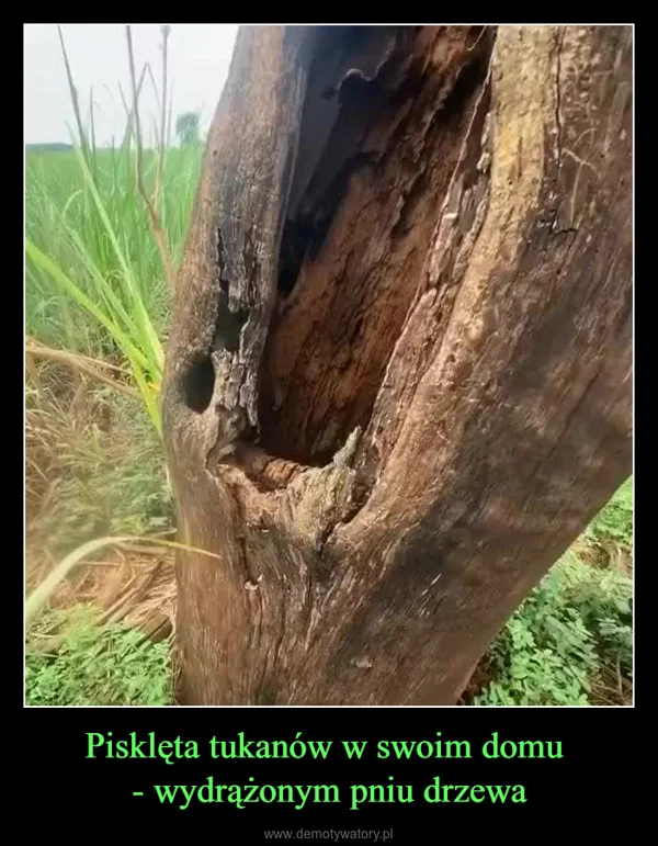 Pisklęta tukanów w swoim domu - wydrążonym pniu drzewa