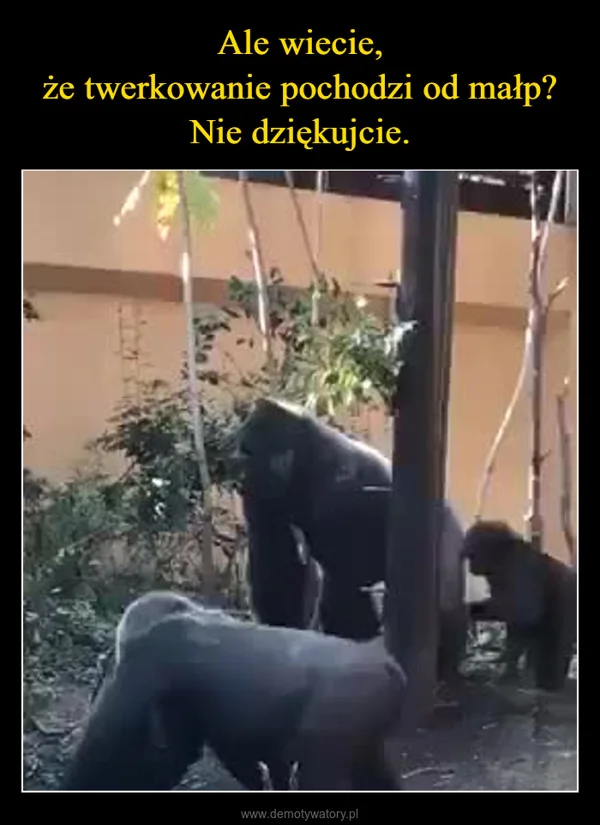Ale wiecie, że twerkowanie pochodzi od małp? Nie dziękujcie.
