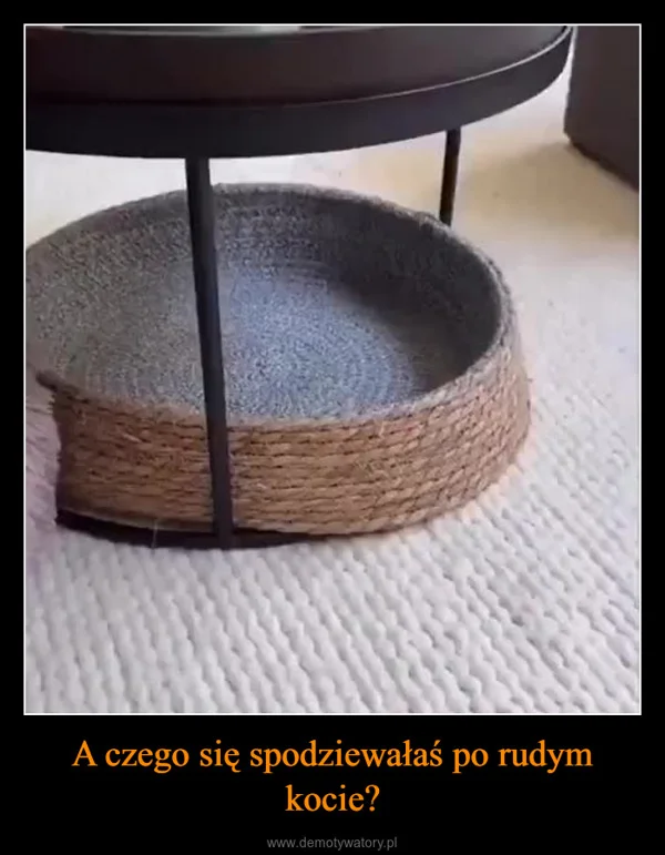 A czego się spodziewałaś po rudym kocie?