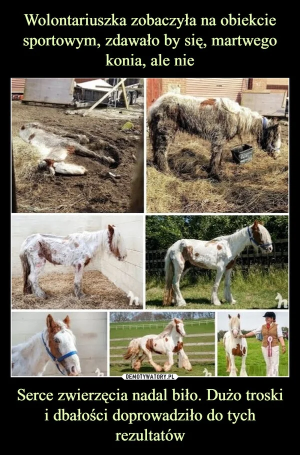 Wolontariuszka zobaczyła na obiekcie sportowym, zdawało by się, martwego konia, ale nie Serce zwierzęcia nadal biło. Dużo troski i dbałości doprowadziło do tych rezultatów