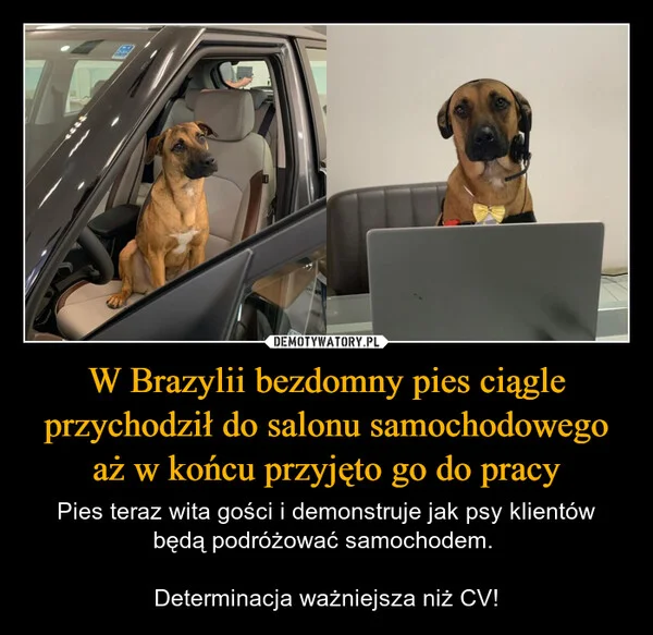 W Brazylii bezdomny pies ciągle przychodził do salonu samochodowego aż w końcu przyjęto go do pracy