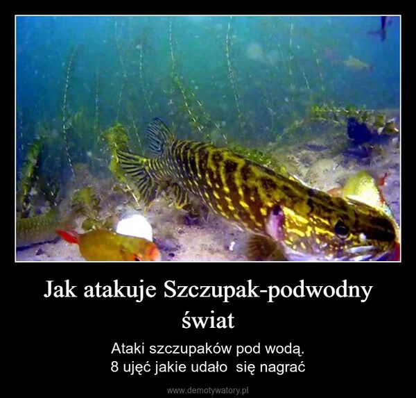 Jak atakuje Szczupak-podwodny świat