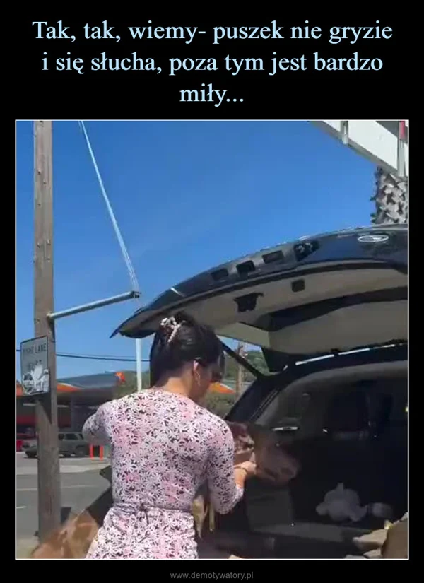 Tak, tak, wiemy- puszek nie gryzie i się słucha, poza tym jest bardzo miły...
