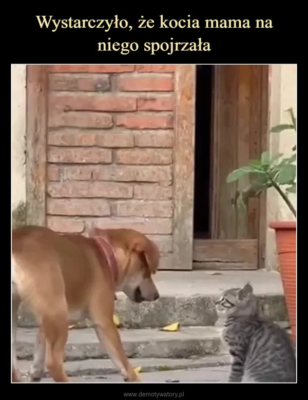 Wystarczyło, że kocia mama na niego spojrzała